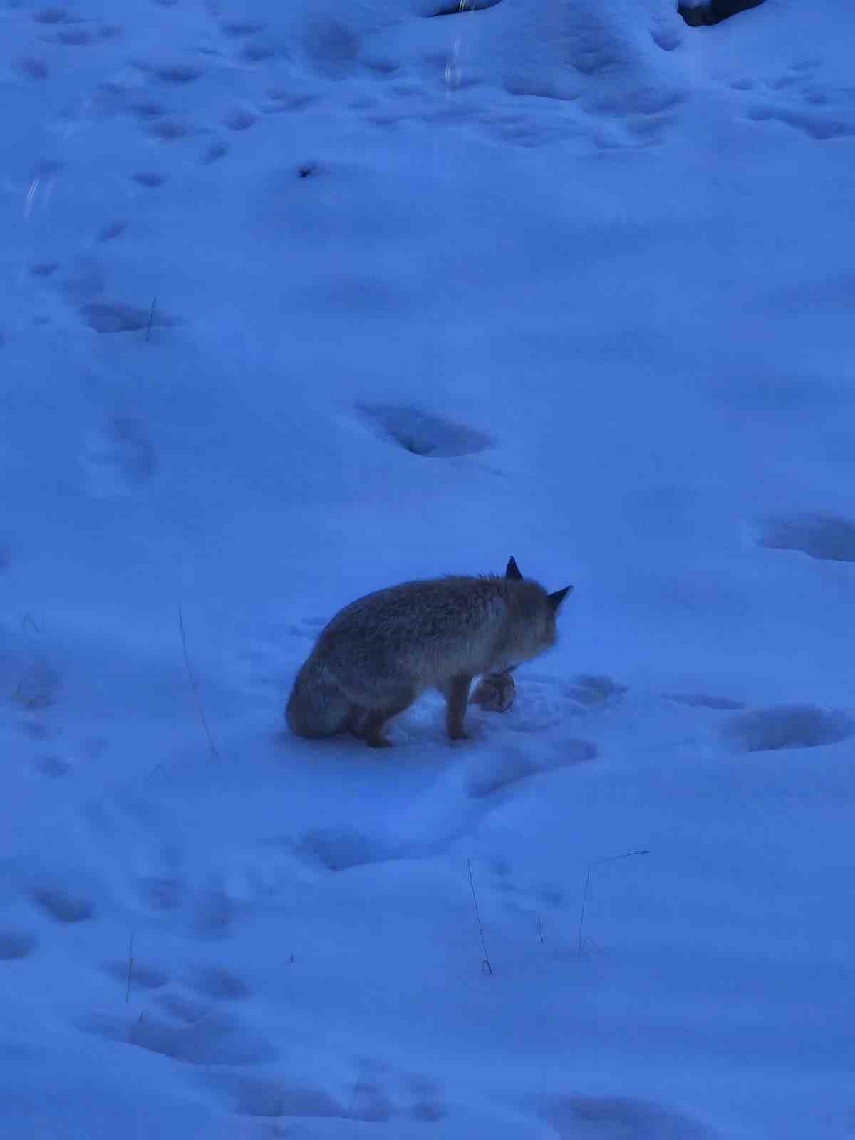 Valilik bahçesindeki davetsiz misafir gülümsetti
