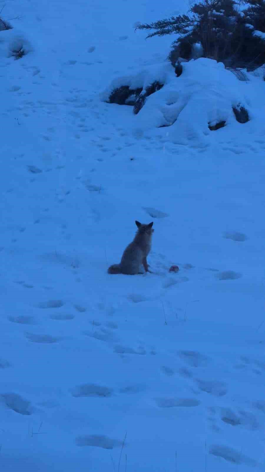Valilik bahçesindeki davetsiz misafir gülümsetti
