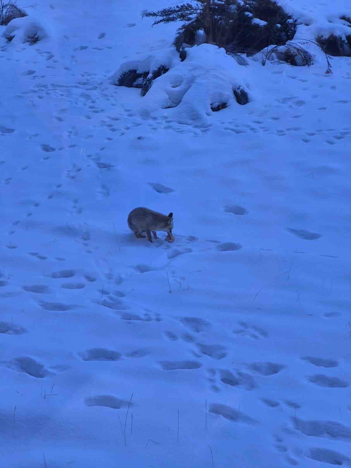 Valilik bahçesindeki davetsiz misafir gülümsetti
