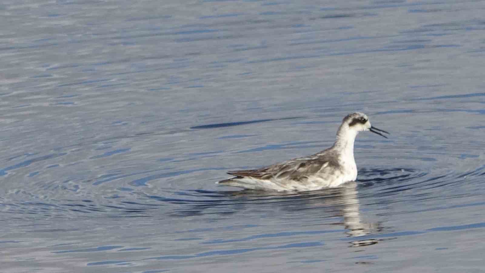 Van Gölü havzası göçmen kuşlarla renklendi
