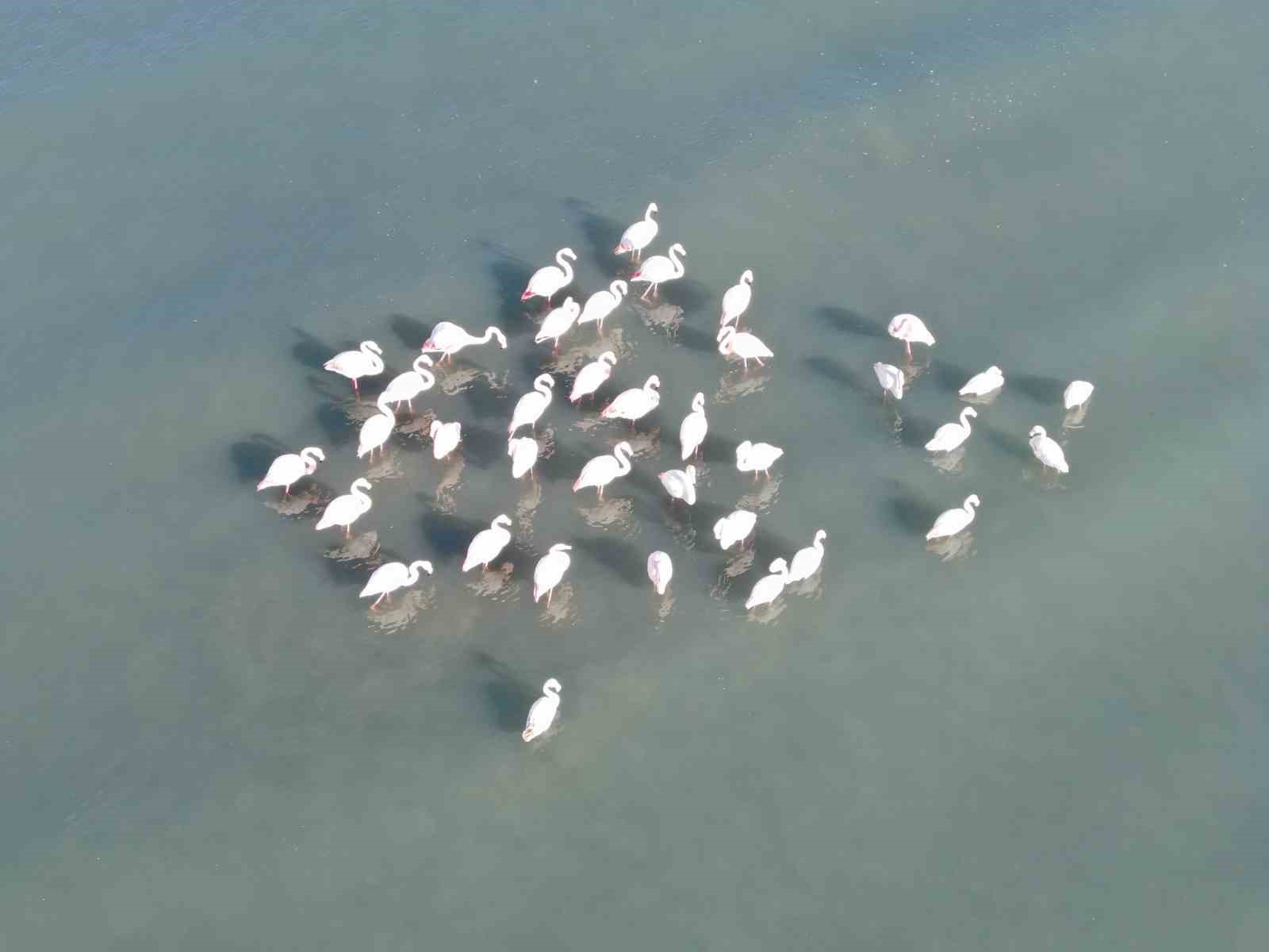 Van Gölü havzası göçmen kuşlarla renklendi
