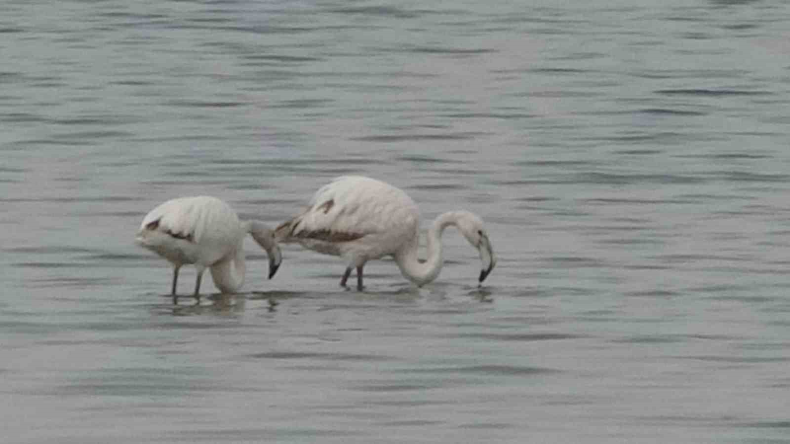 Van Gölü havzası göçmen kuşlarla renklendi

