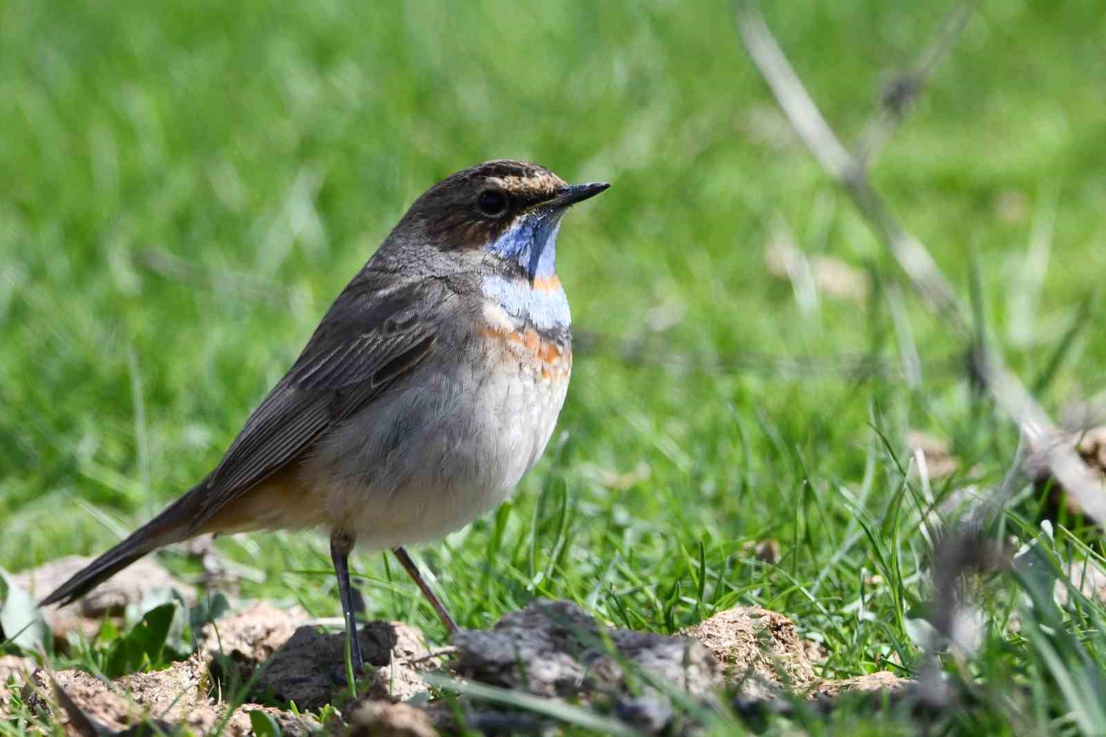 Van Gölü havzası göçmen kuşlarla renklendi
