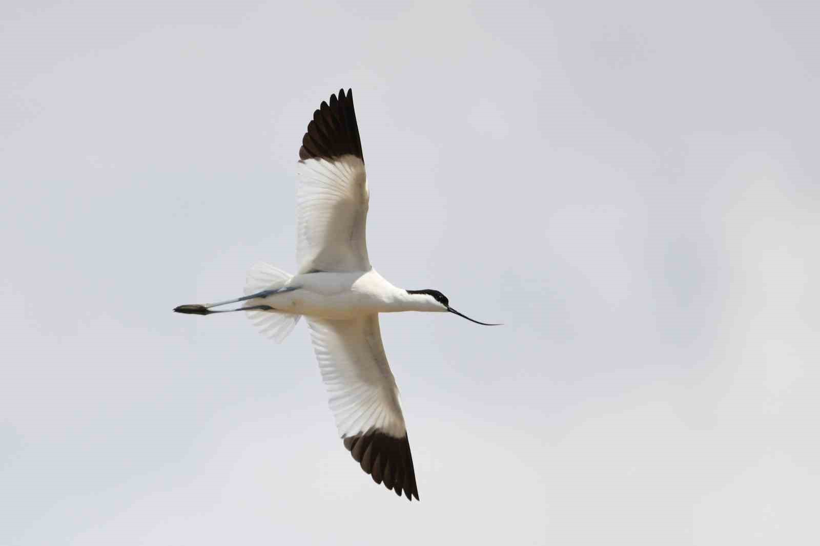 Van Gölü havzası göçmen kuşlarla renklendi
