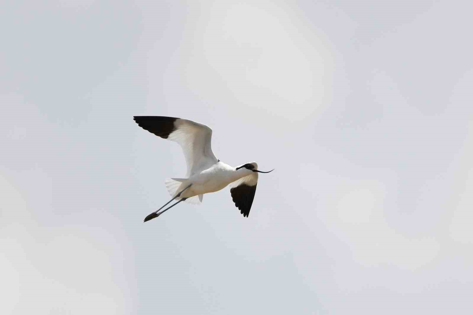 Van Gölü havzası göçmen kuşlarla renklendi
