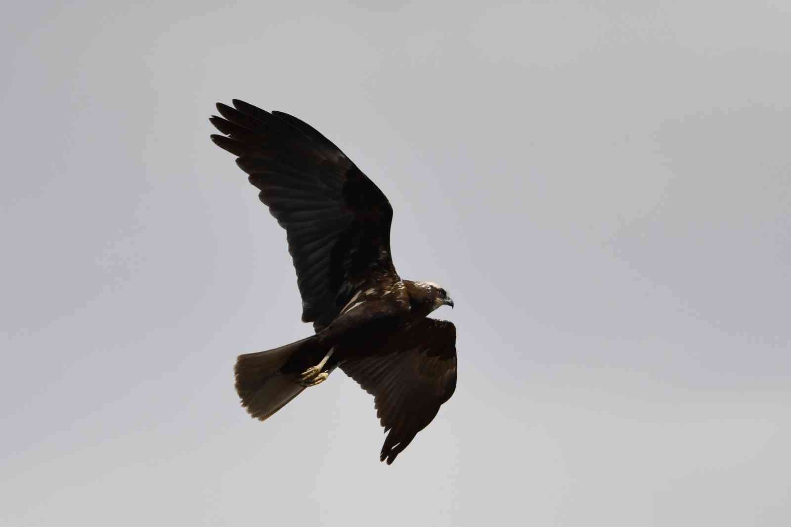 Van Gölü havzası göçmen kuşlarla renklendi
