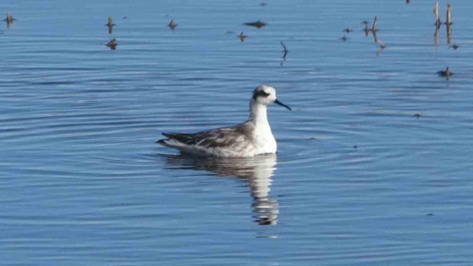Van Gölü havzası göçmen kuşlarla renklendi
