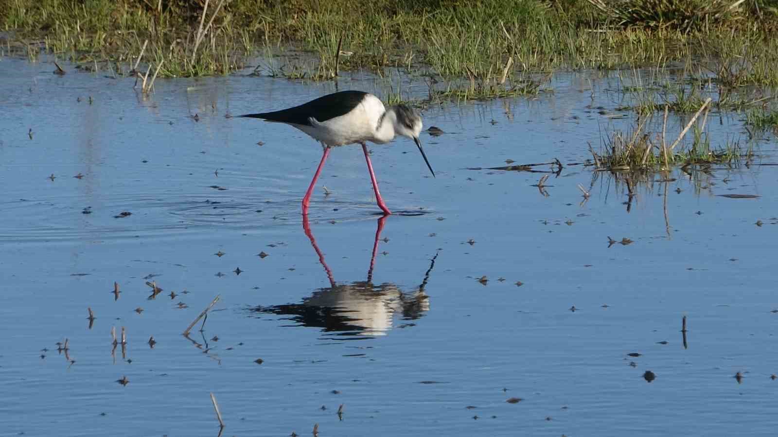 Van Gölü havzası göçmen kuşlarla renklendi
