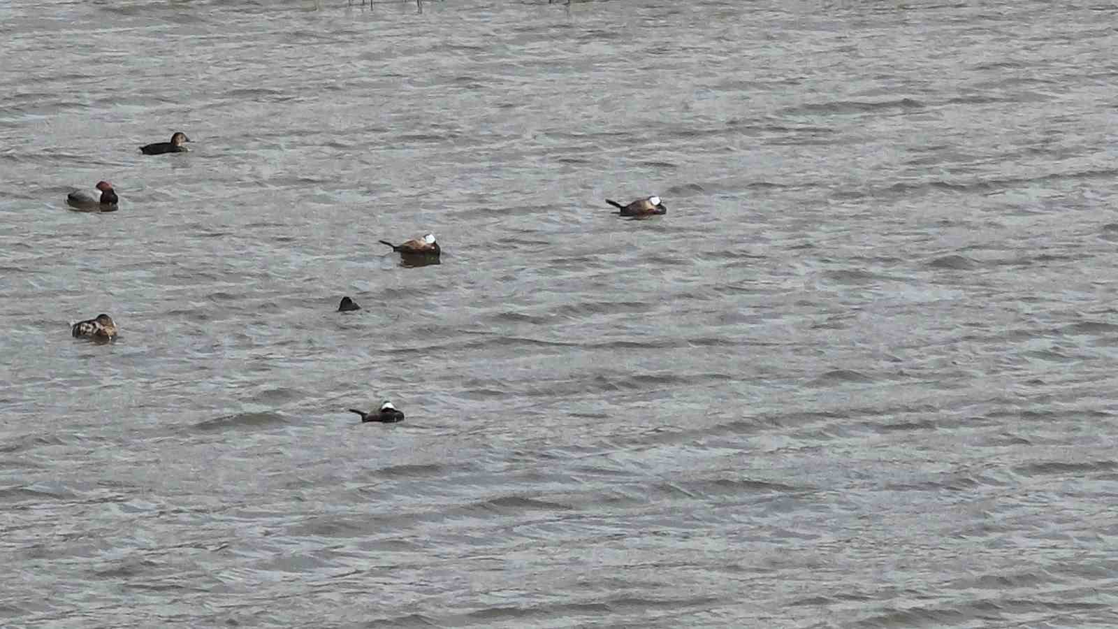 Van Gölü havzasında ’Mavi Gaga’ heyecanı: Nadir misafirler geri döndü
