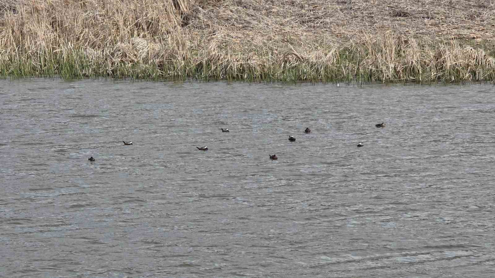 Van Gölü havzasında ’Mavi Gaga’ heyecanı: Nadir misafirler geri döndü
