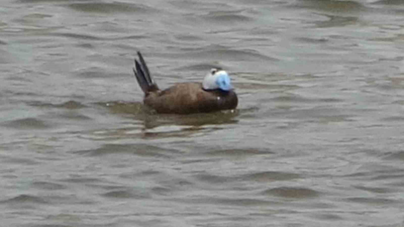 Van Gölü havzasında ’Mavi Gaga’ heyecanı: Nadir misafirler geri döndü
