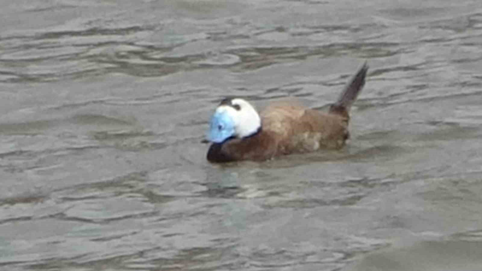 Van Gölü havzasında ’Mavi Gaga’ heyecanı: Nadir misafirler geri döndü
