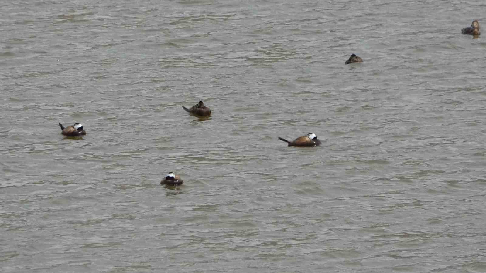 Van Gölü havzasında ’Mavi Gaga’ heyecanı: Nadir misafirler geri döndü
