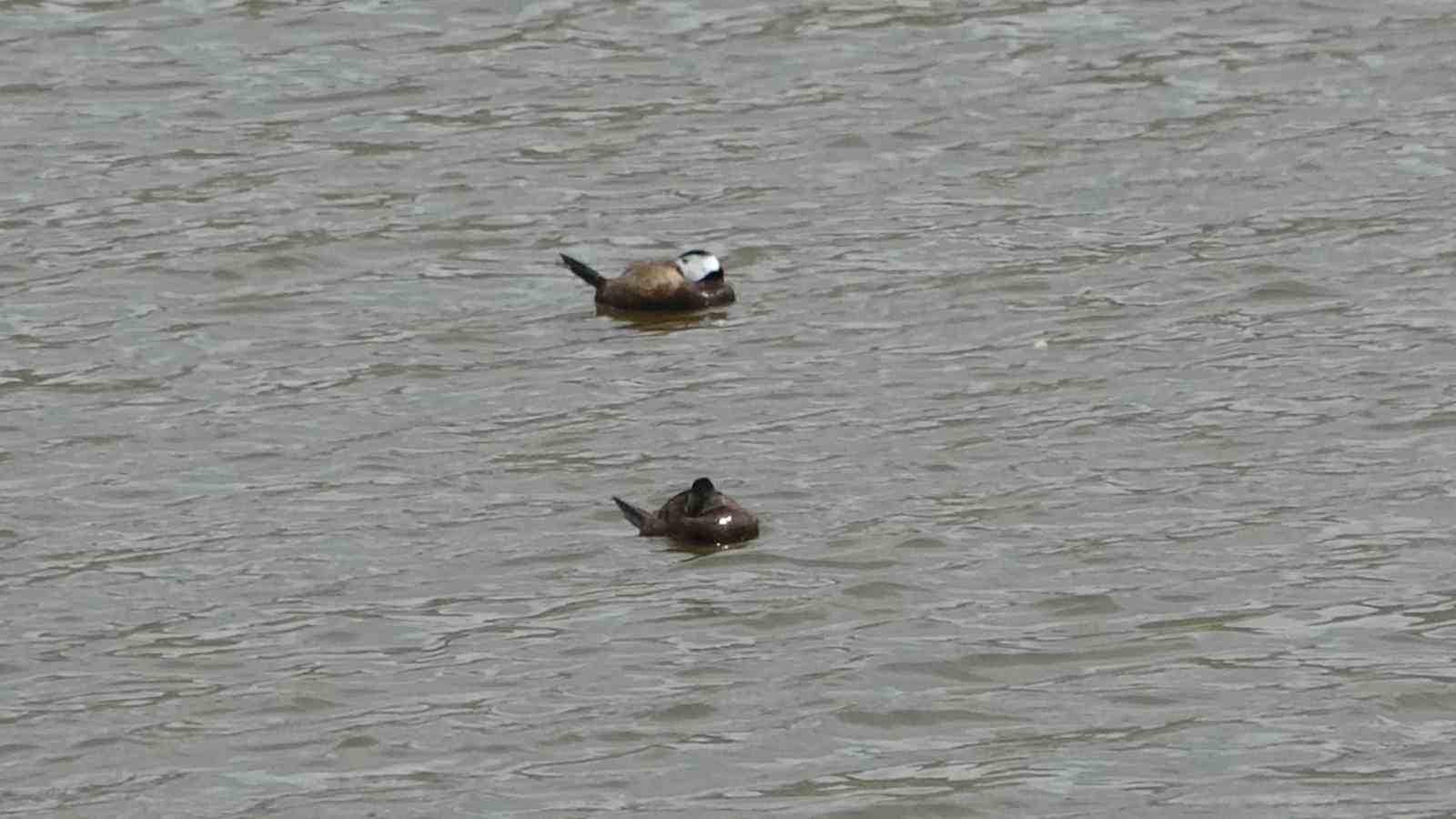Van Gölü havzasında ’Mavi Gaga’ heyecanı: Nadir misafirler geri döndü
