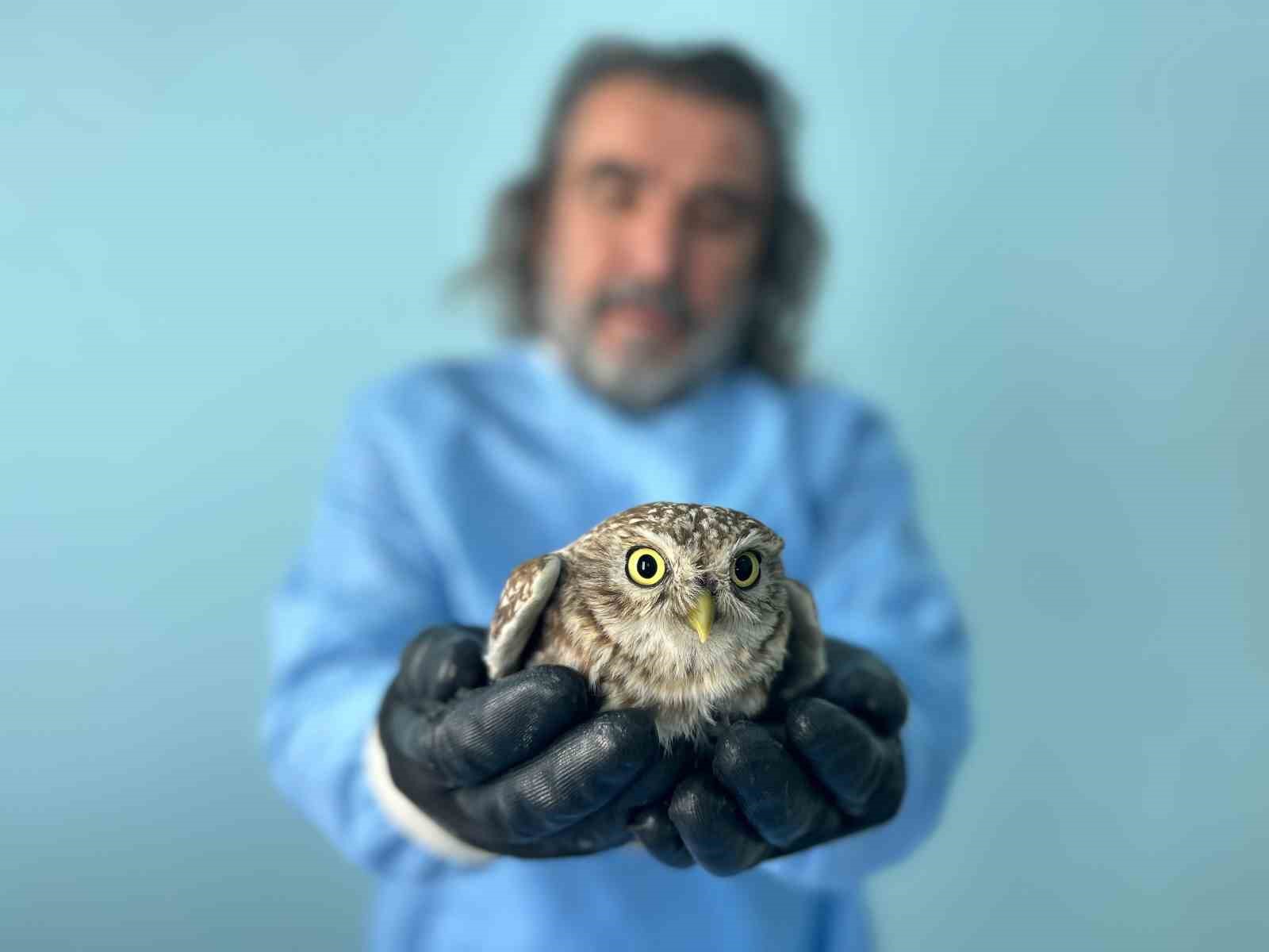 Van Gölü Havzası’ndaki yaban hayatı emin ellerde
