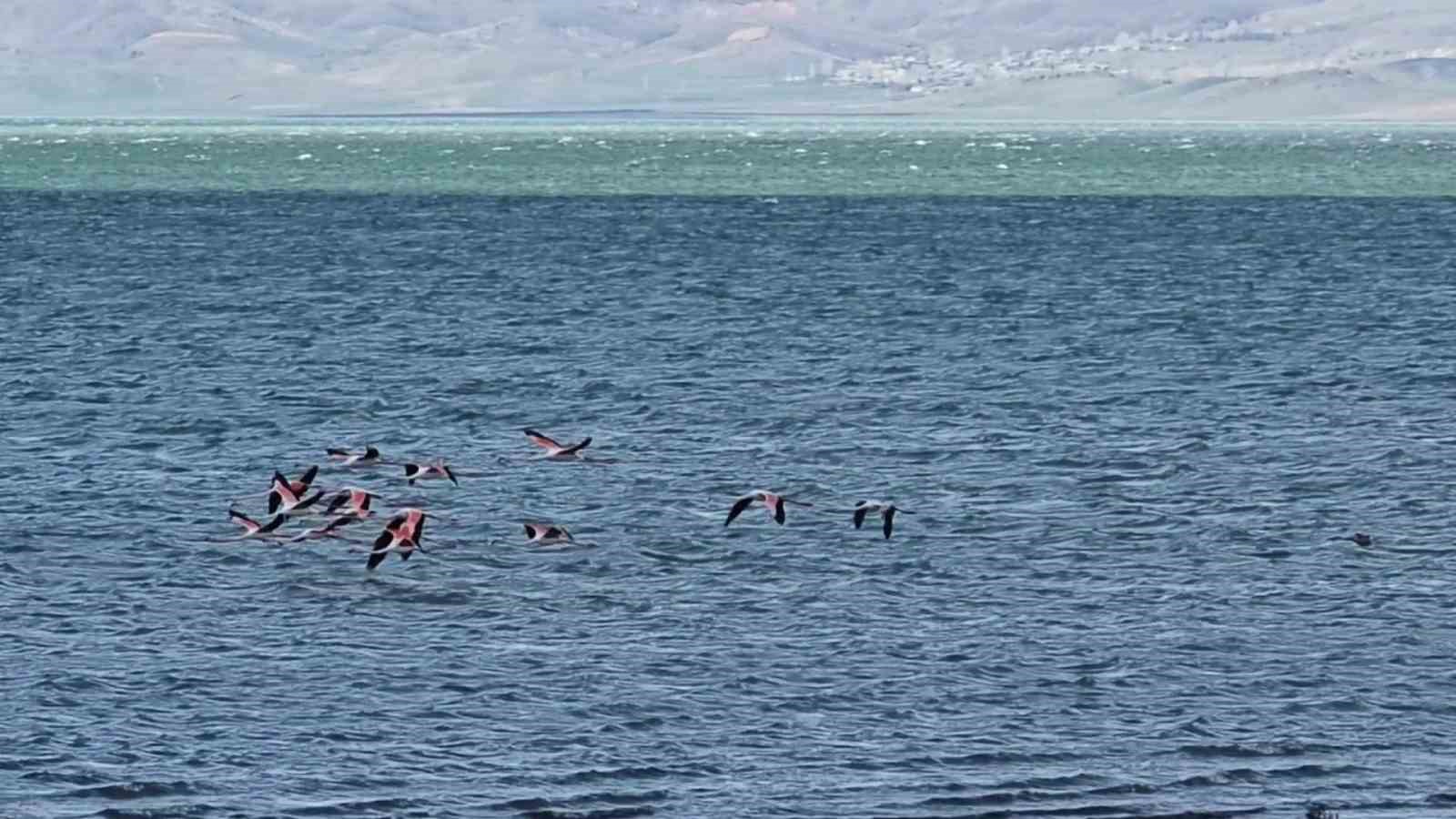 Van Gölü havzasının zarif misafirleri: Allı turnalar Erçek Gölü’ne gelmeye başladı
