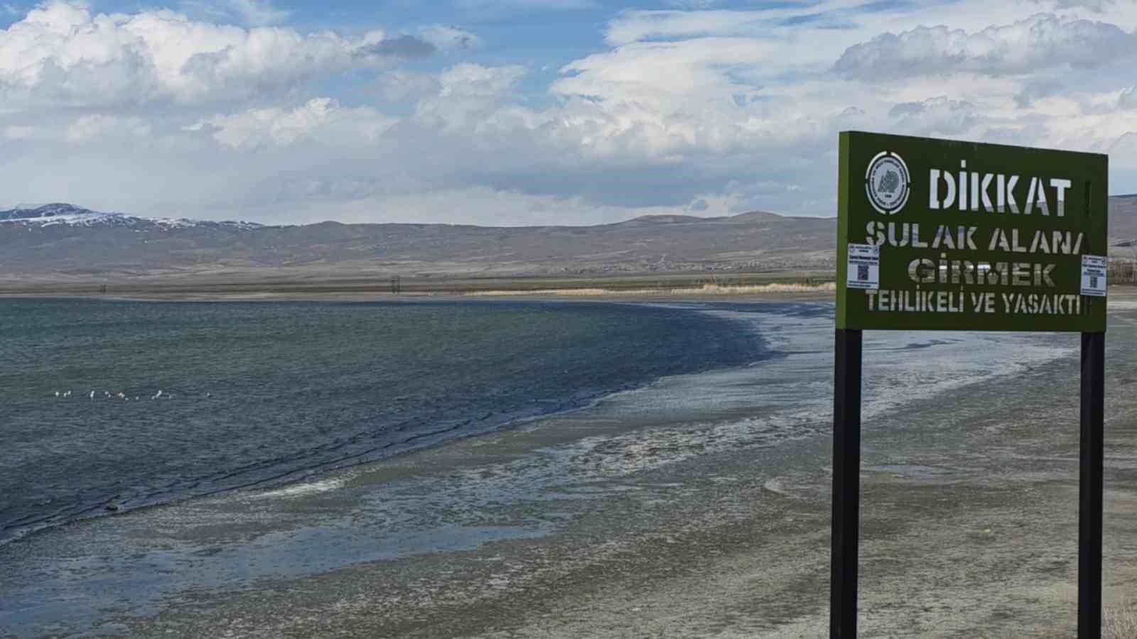 Van Gölü havzasının zarif misafirleri: Allı turnalar Erçek Gölü’ne gelmeye başladı
