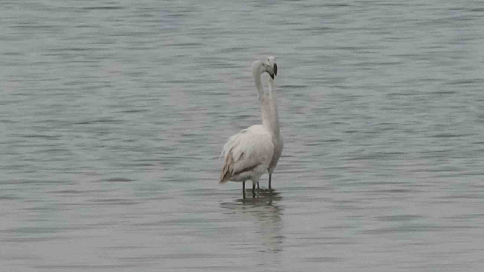 Van Gölü havzasının zarif misafirleri: Allı turnalar Erçek Gölü’ne gelmeye başladı
