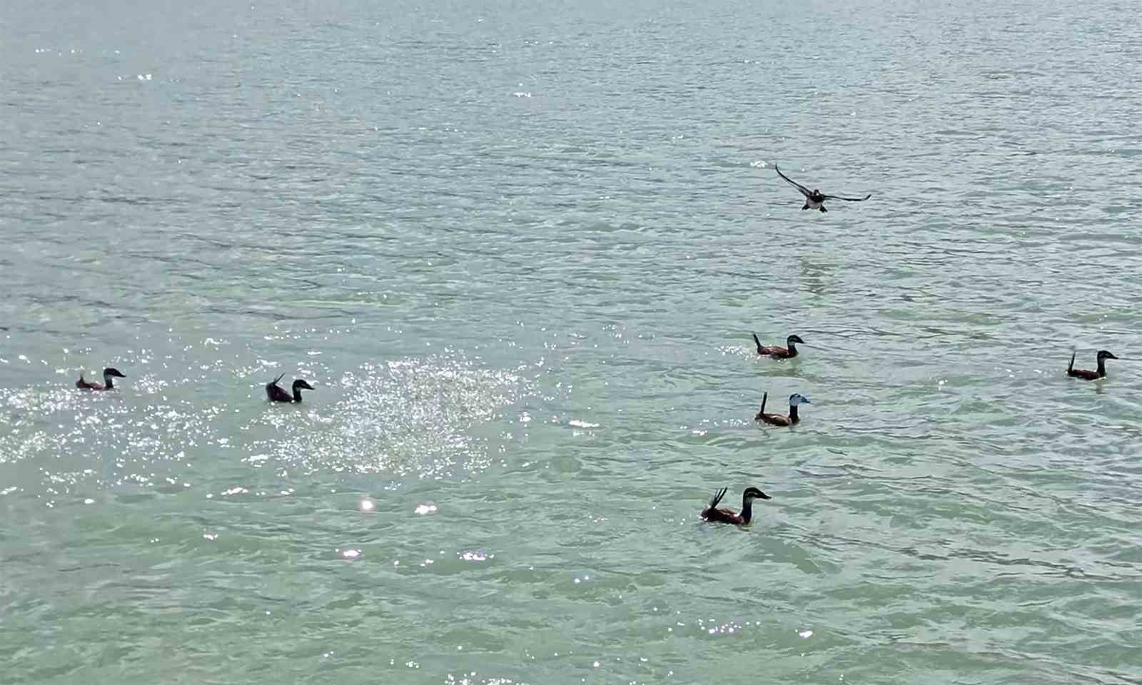 Van Gölü’nde nesli tehlike altındaki Dikkuyruk görüntülendi
