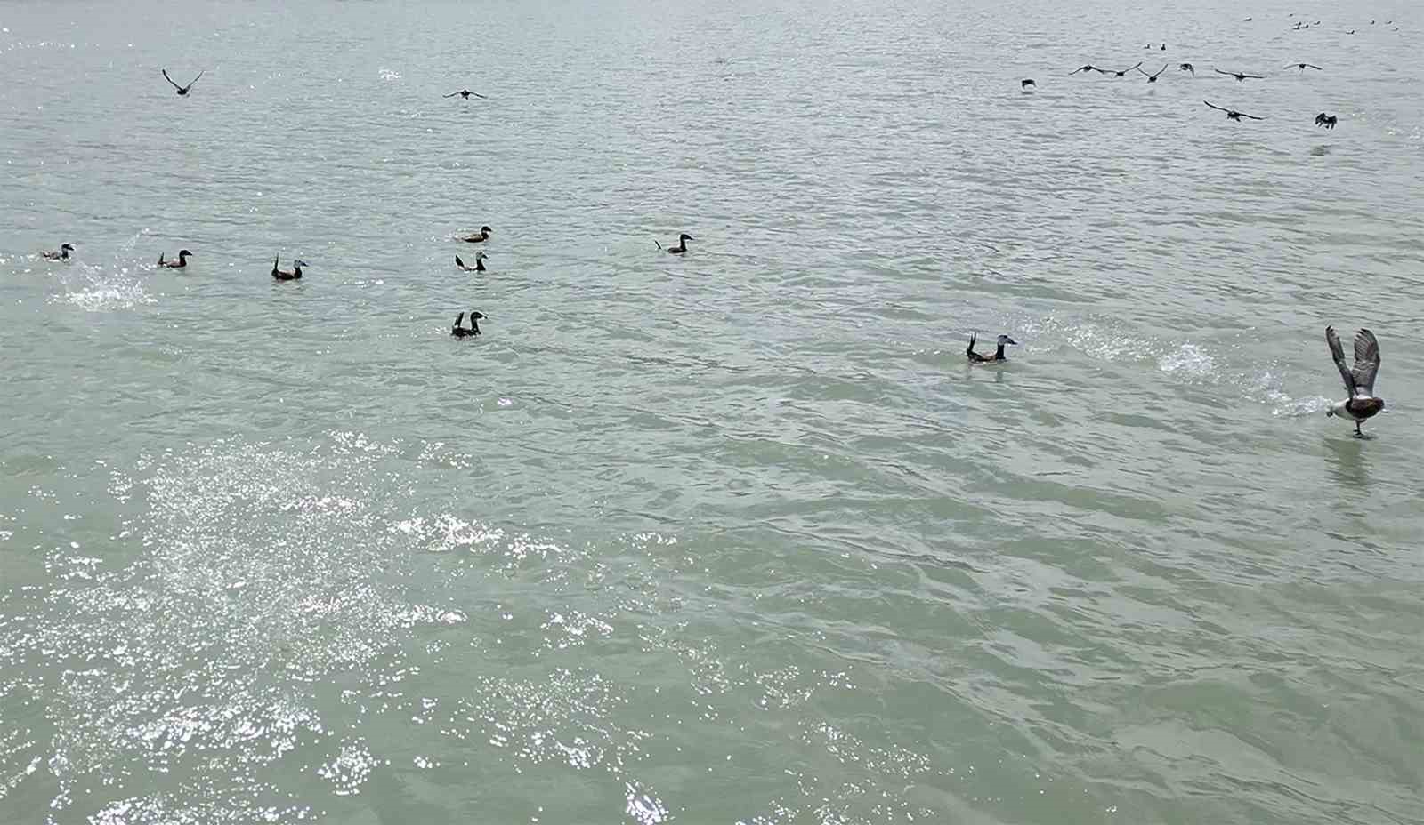 Van Gölü’nde nesli tehlike altındaki Dikkuyruk görüntülendi
