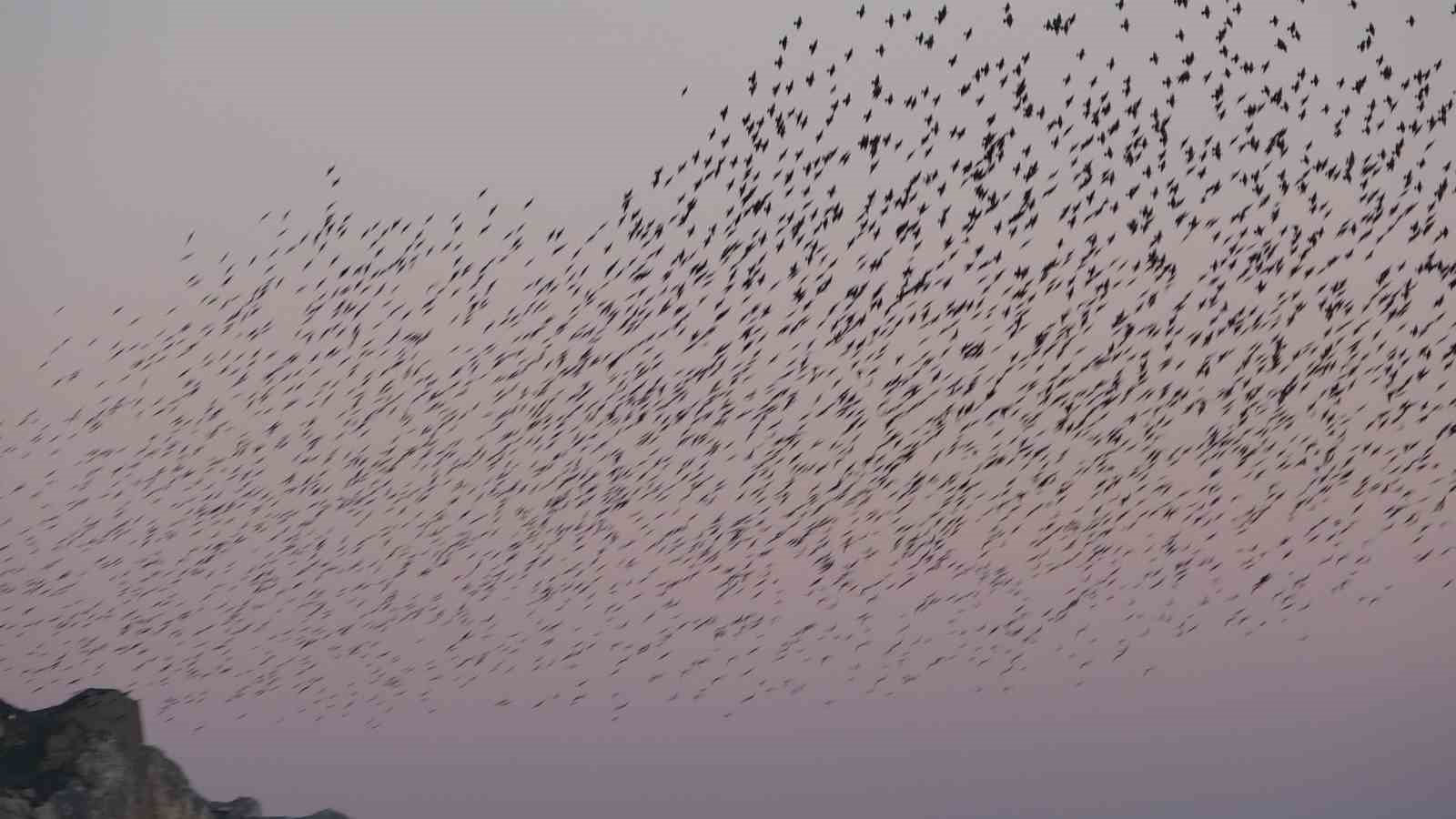 Van Kalesi’nde eşsiz bir gösteri: Sığırcık kuşları havada dans etti
