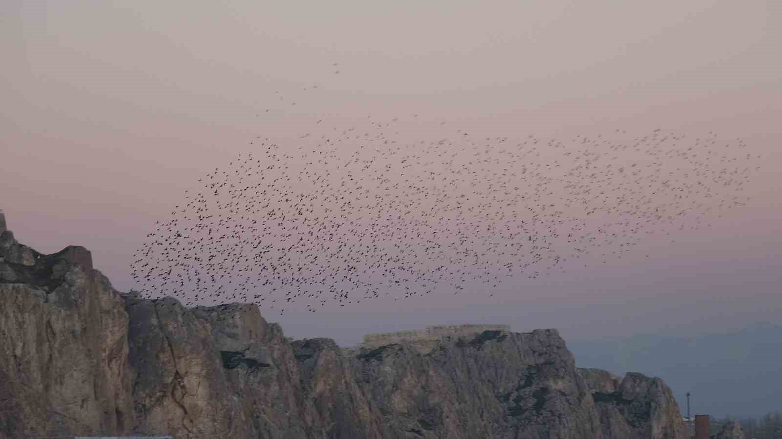 Van Kalesi’nde eşsiz bir gösteri: Sığırcık kuşları havada dans etti
