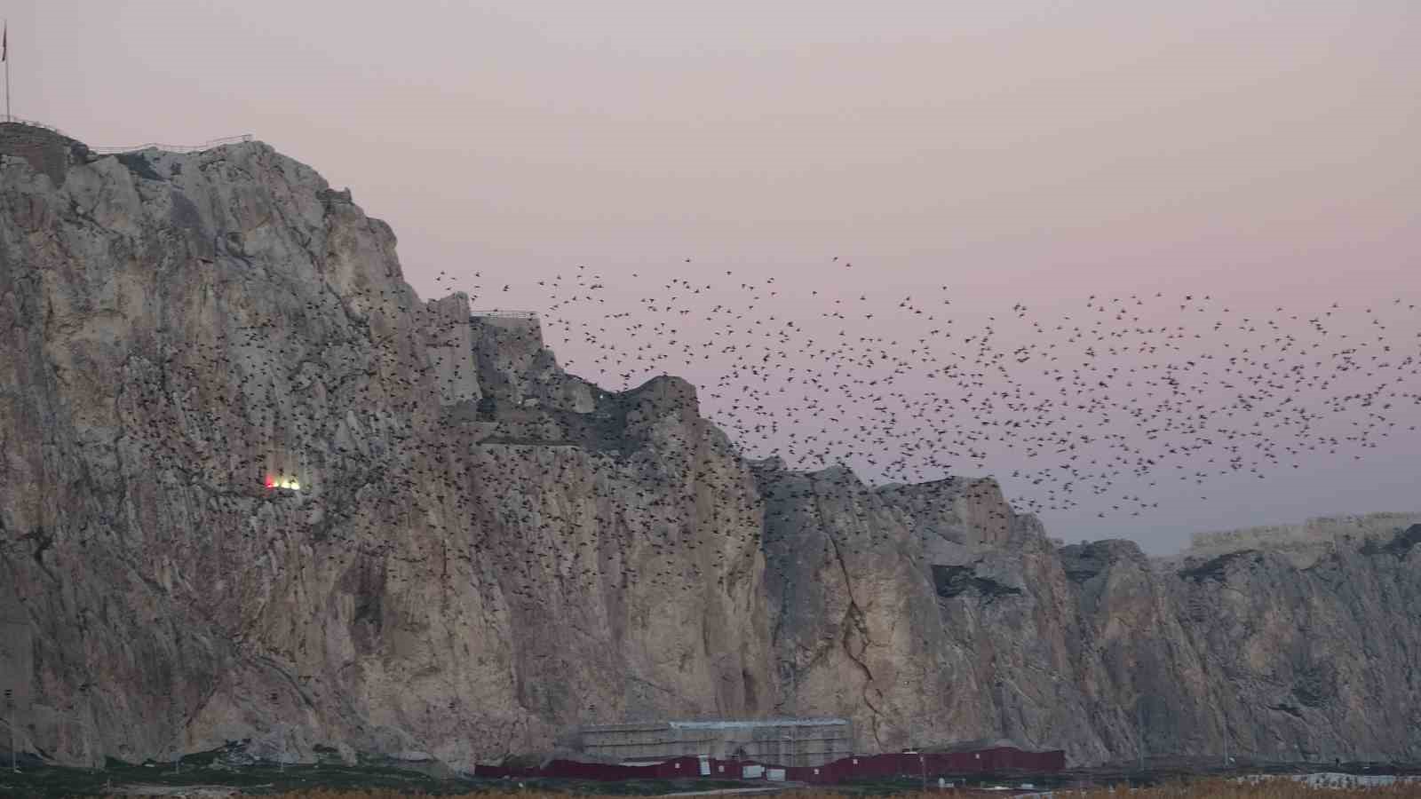 Van Kalesi’nde eşsiz bir gösteri: Sığırcık kuşları havada dans etti
