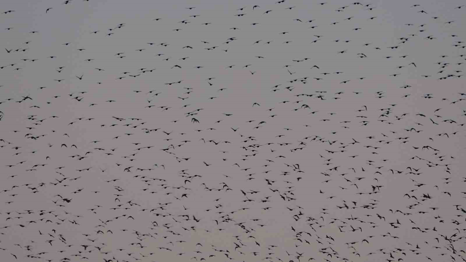 Van Kalesi’nde eşsiz bir gösteri: Sığırcık kuşları havada dans etti
