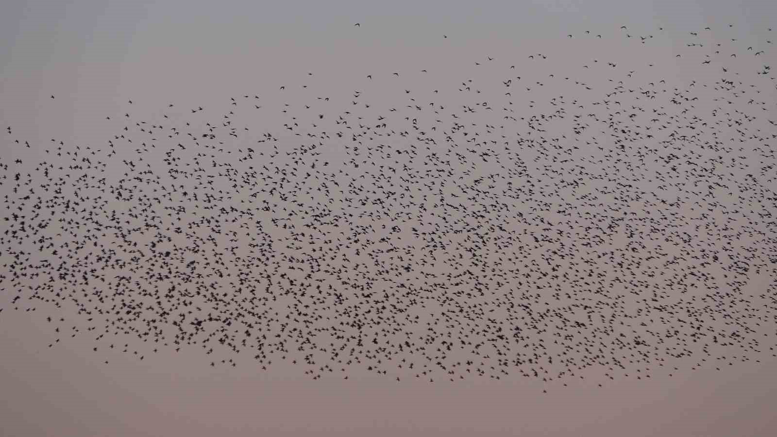 Van Kalesi’nde eşsiz bir gösteri: Sığırcık kuşları havada dans etti
