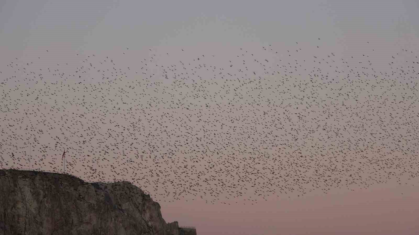 Van Kalesi’nde eşsiz bir gösteri: Sığırcık kuşları havada dans etti
