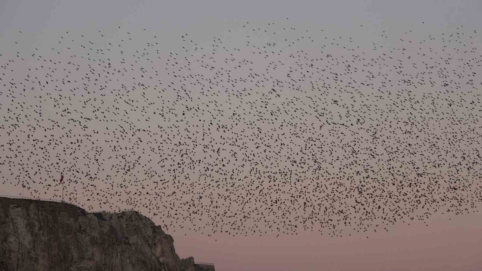 Van Kalesi’nde eşsiz bir gösteri: Sığırcık kuşları havada dans etti
