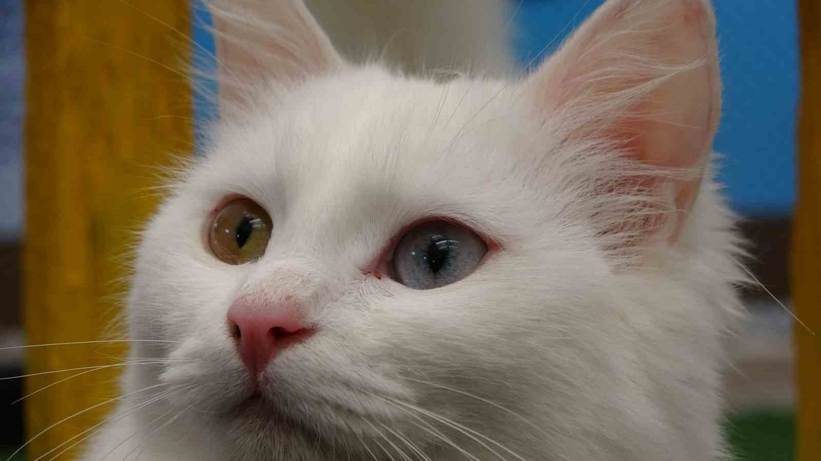 Van kedileri yılda üç kez kızgınlık dönemine giriyor
Van kedileri yılda üç kez kızgınlık dönemine giriyor