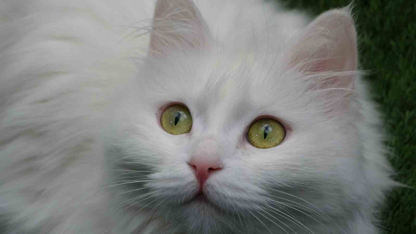 Van kedileri yılda üç kez kızgınlık dönemine giriyor
Van kedileri yılda üç kez kızgınlık dönemine giriyor