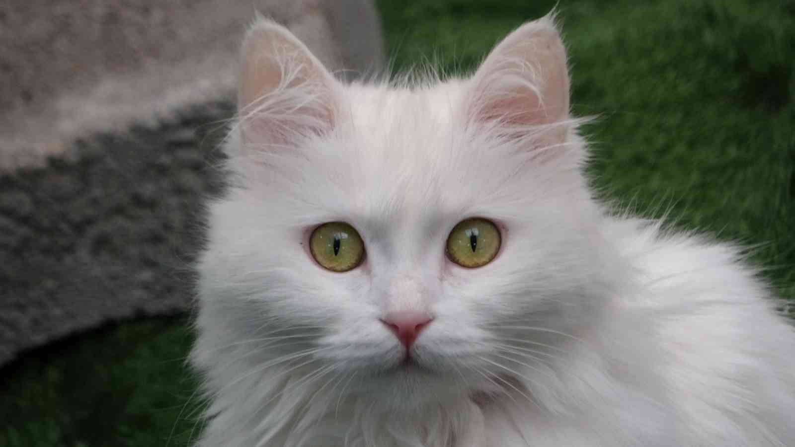 Van kedileri yılda üç kez kızgınlık dönemine giriyor
Van kedileri yılda üç kez kızgınlık dönemine giriyor