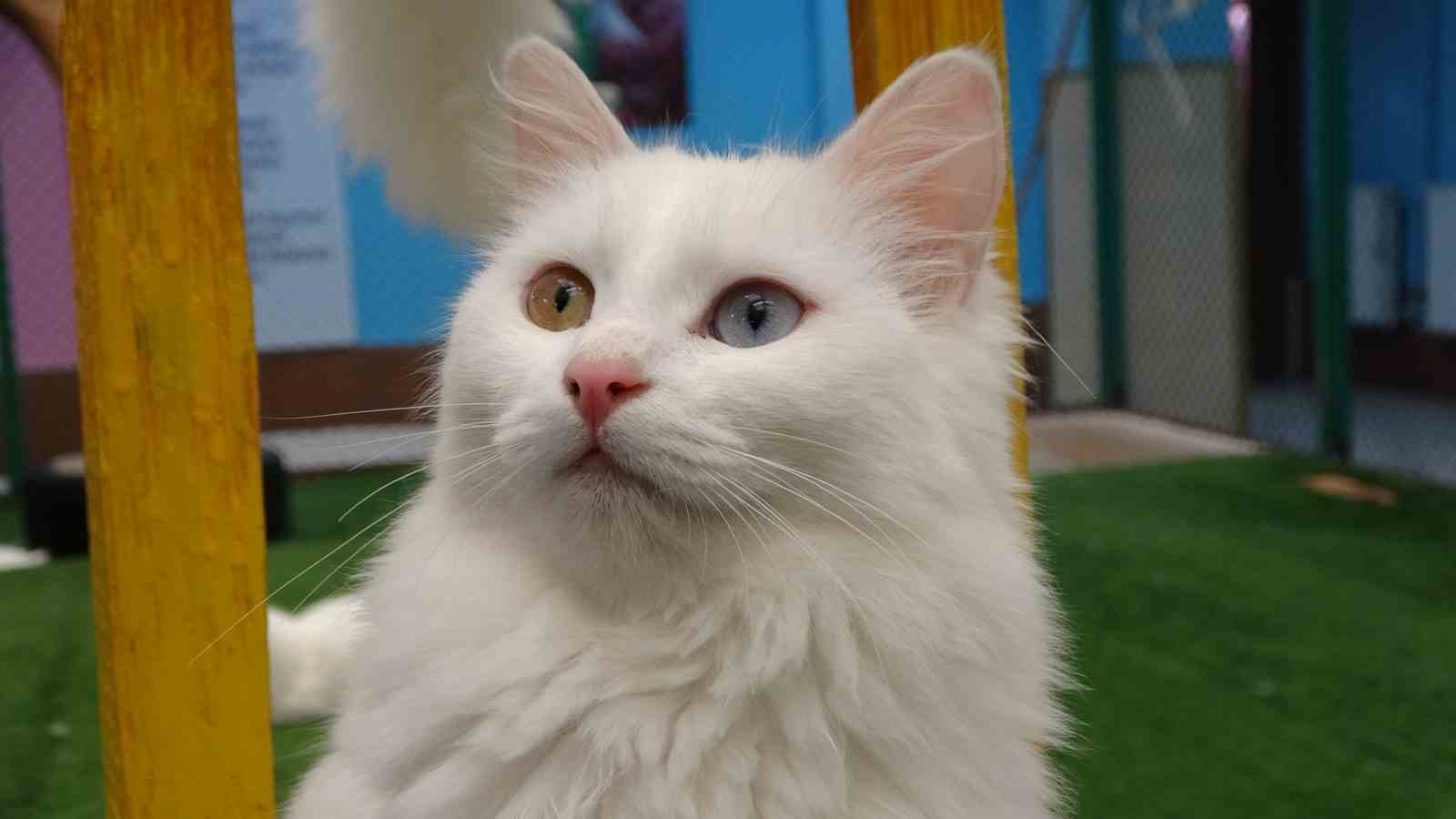 Van kedileri yılda üç kez kızgınlık dönemine giriyor
Van kedileri yılda üç kez kızgınlık dönemine giriyor