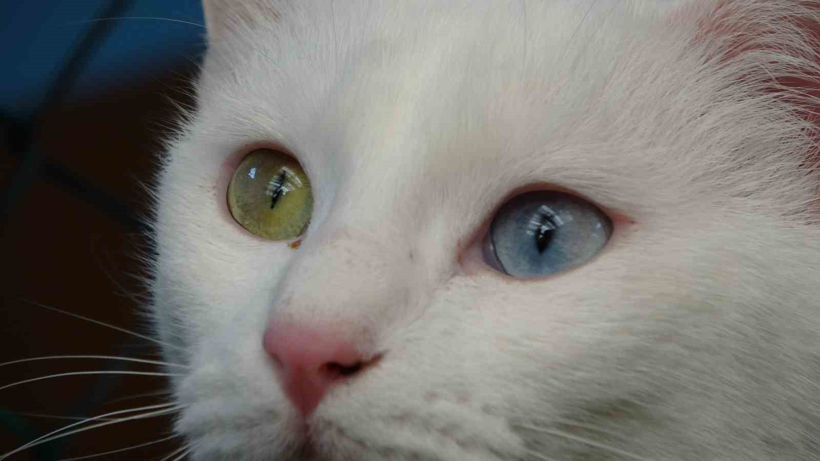 Van kedileri yılda üç kez kızgınlık dönemine giriyor
Van kedileri yılda üç kez kızgınlık dönemine giriyor