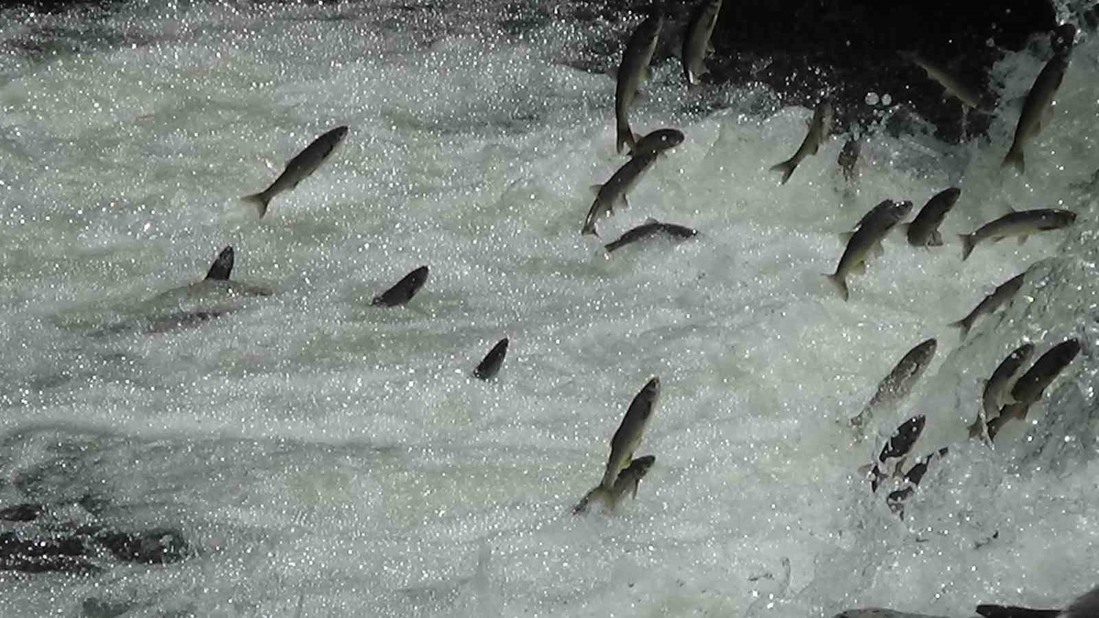 Van’da 90 günlük av yasağı başladı
Van’da 90 günlük av yasağı başladı