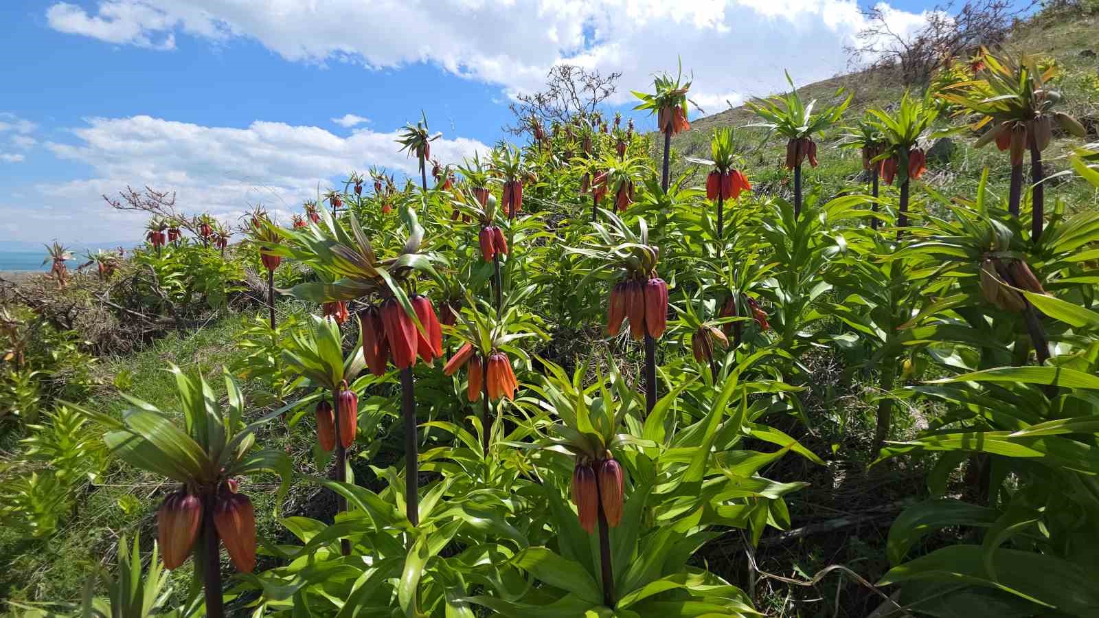 Van’da açan ters laleler göz kamaştırıyor

