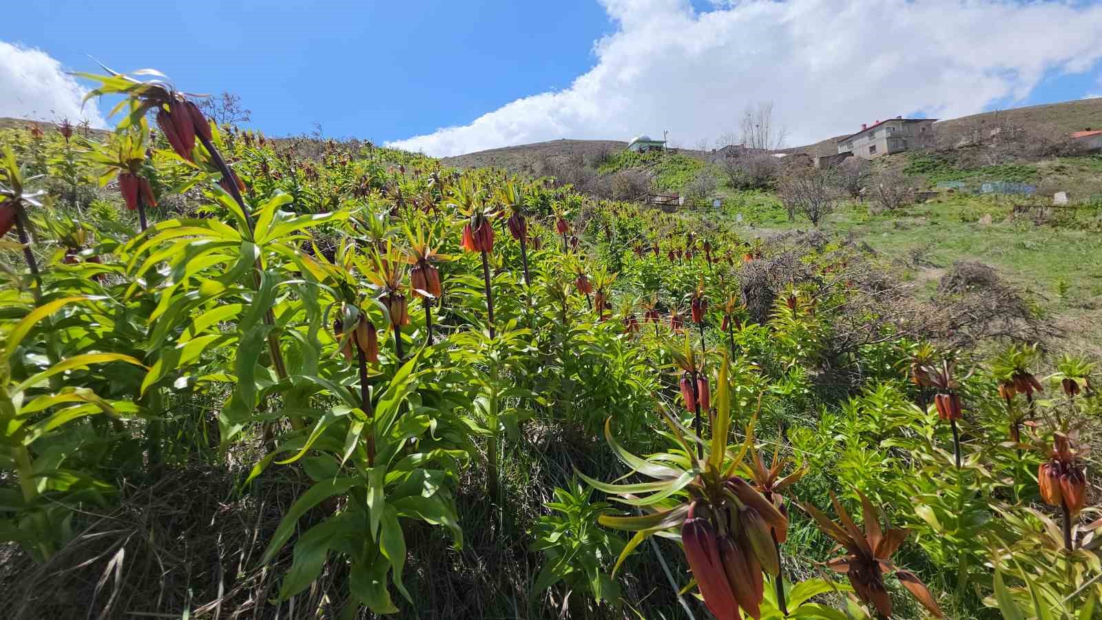 Van’da açan ters laleler göz kamaştırıyor
