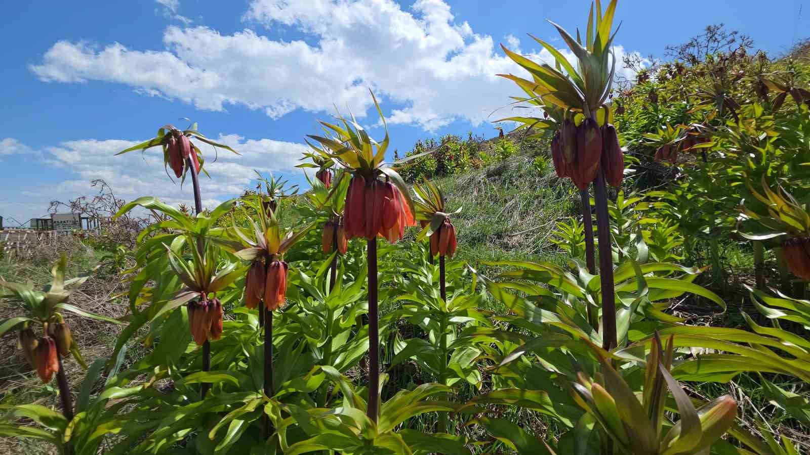 Van’da açan ters laleler göz kamaştırıyor
