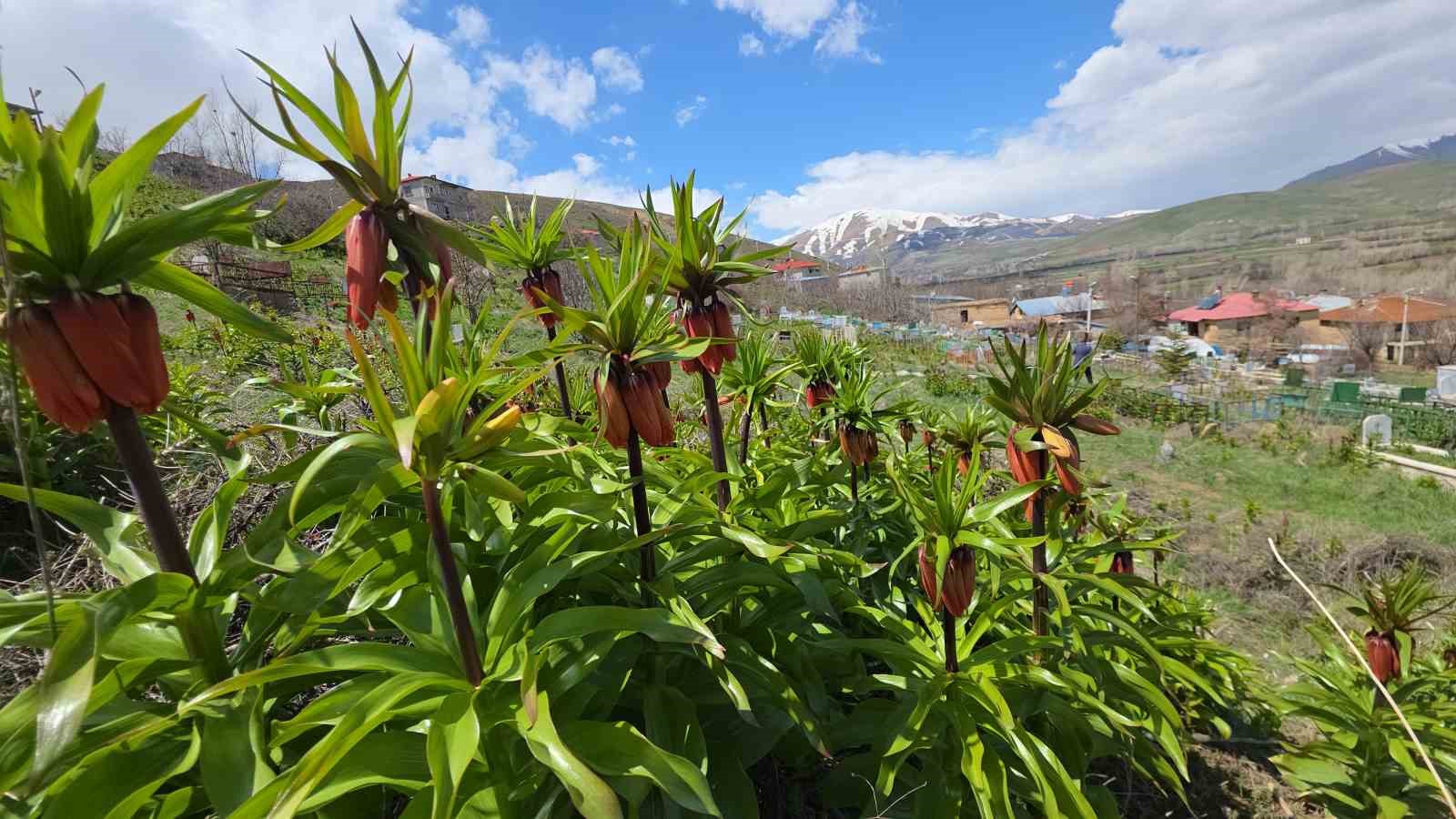 Van’da açan ters laleler göz kamaştırıyor

