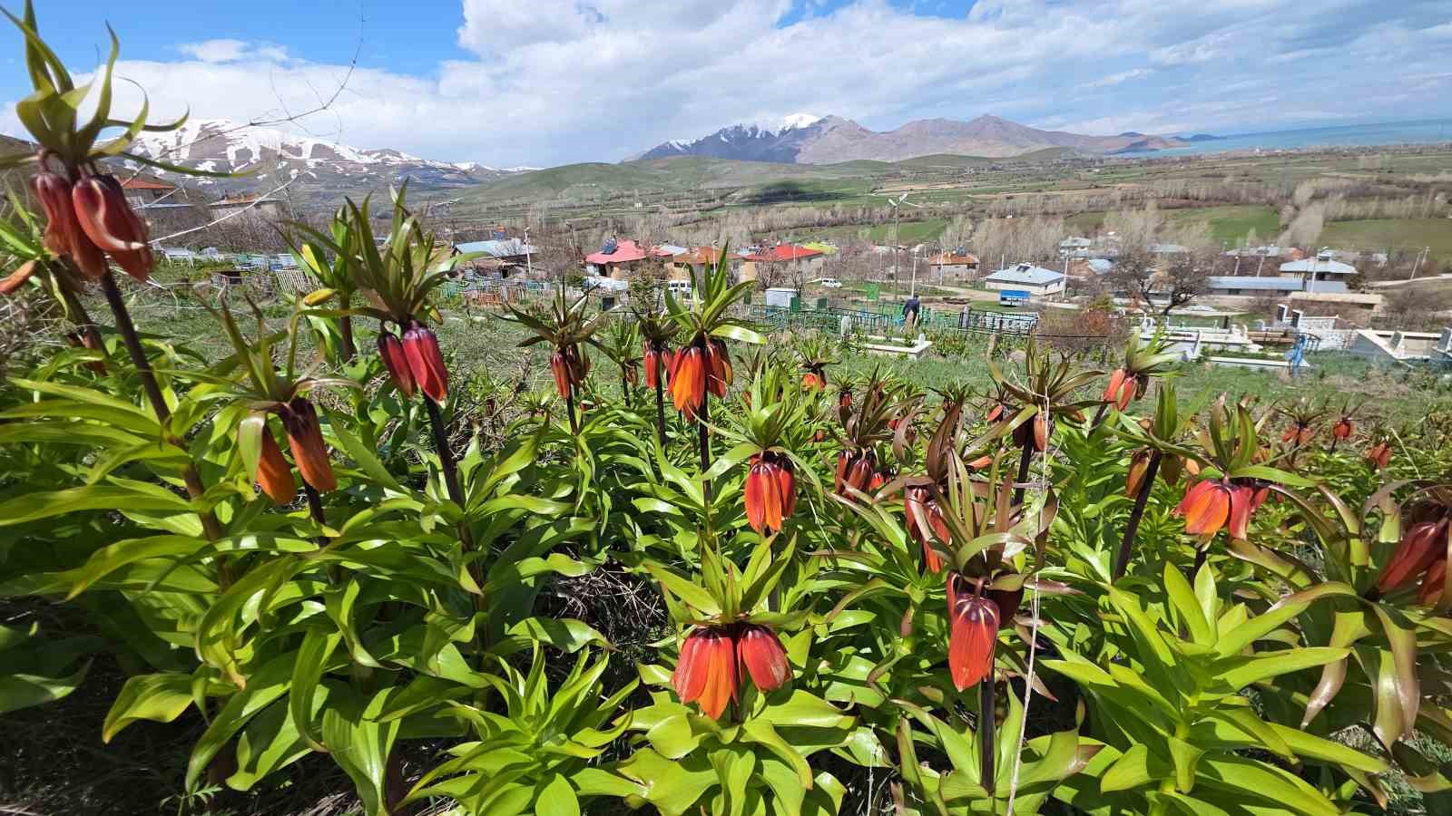 Van’da açan ters laleler göz kamaştırıyor
