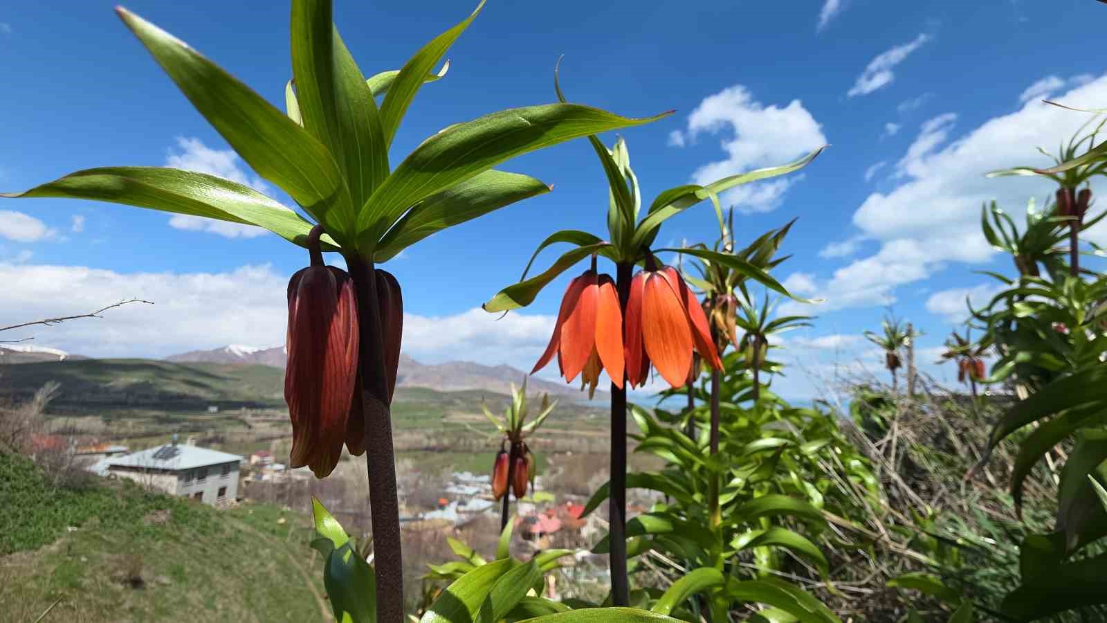 Van’da açan ters laleler göz kamaştırıyor
