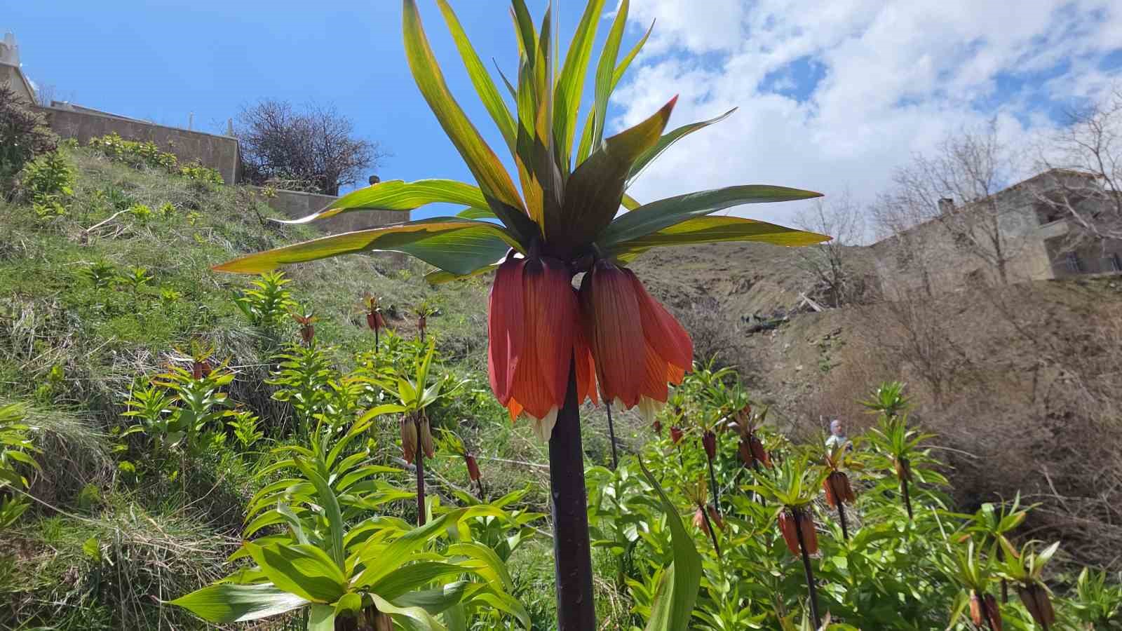 Van’da açan ters laleler göz kamaştırıyor
