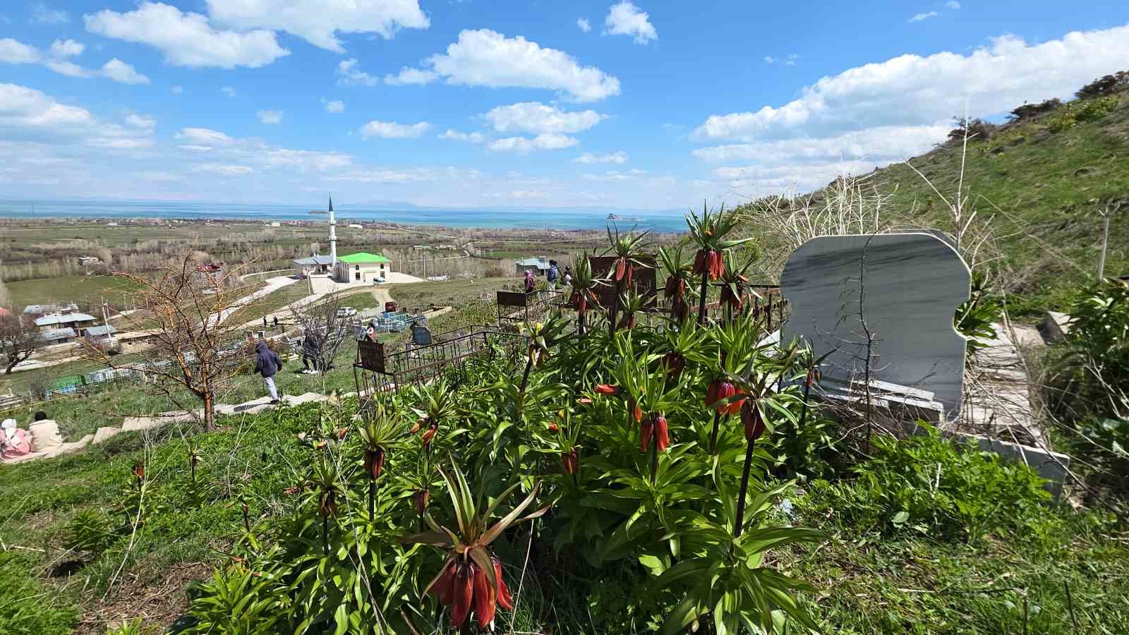 Van’da açan ters laleler göz kamaştırıyor
