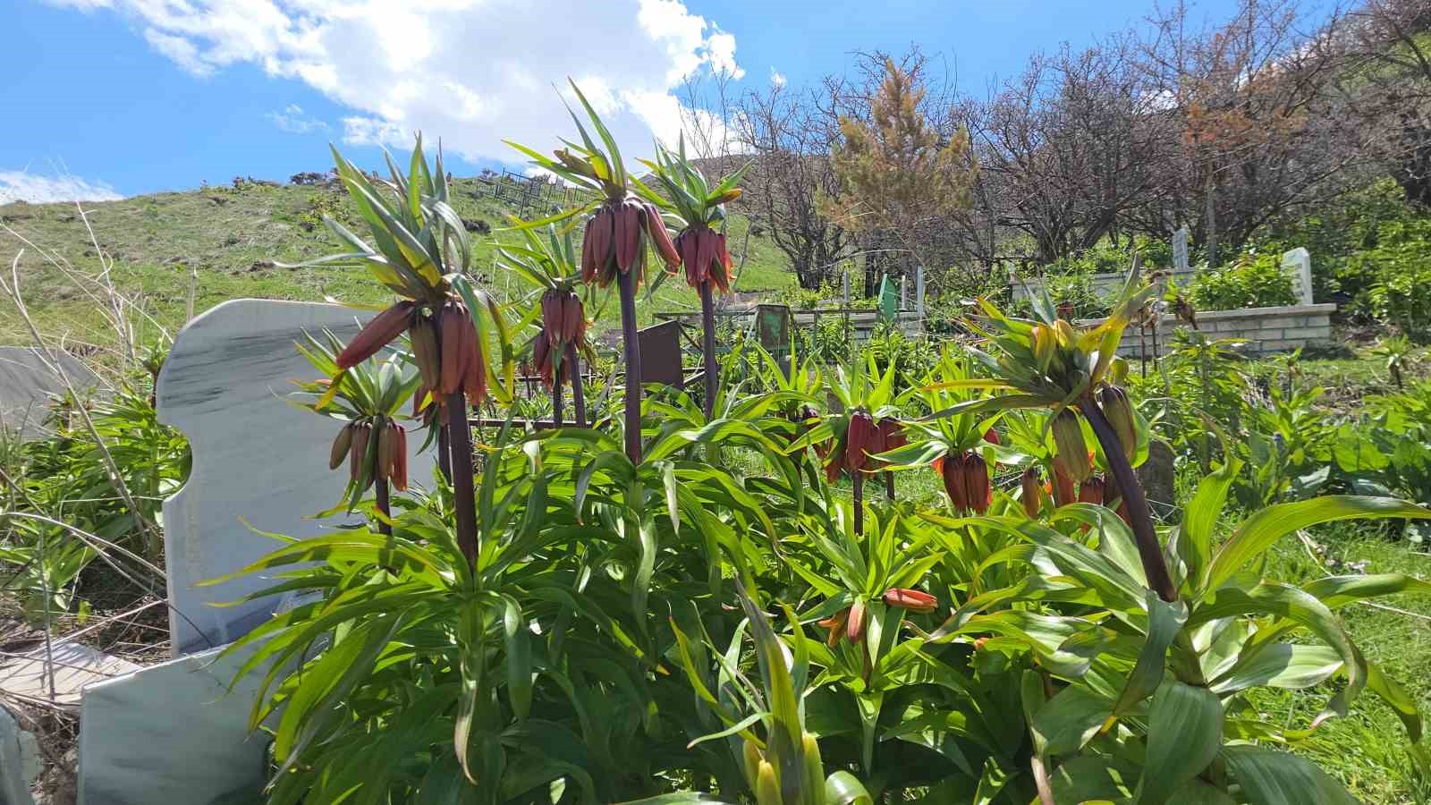 Van’da açan ters laleler göz kamaştırıyor
