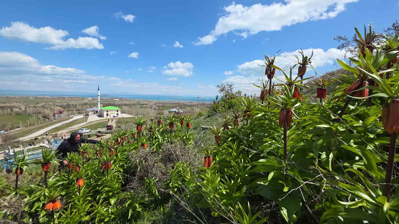 Van’da açan ters laleler göz kamaştırıyor
