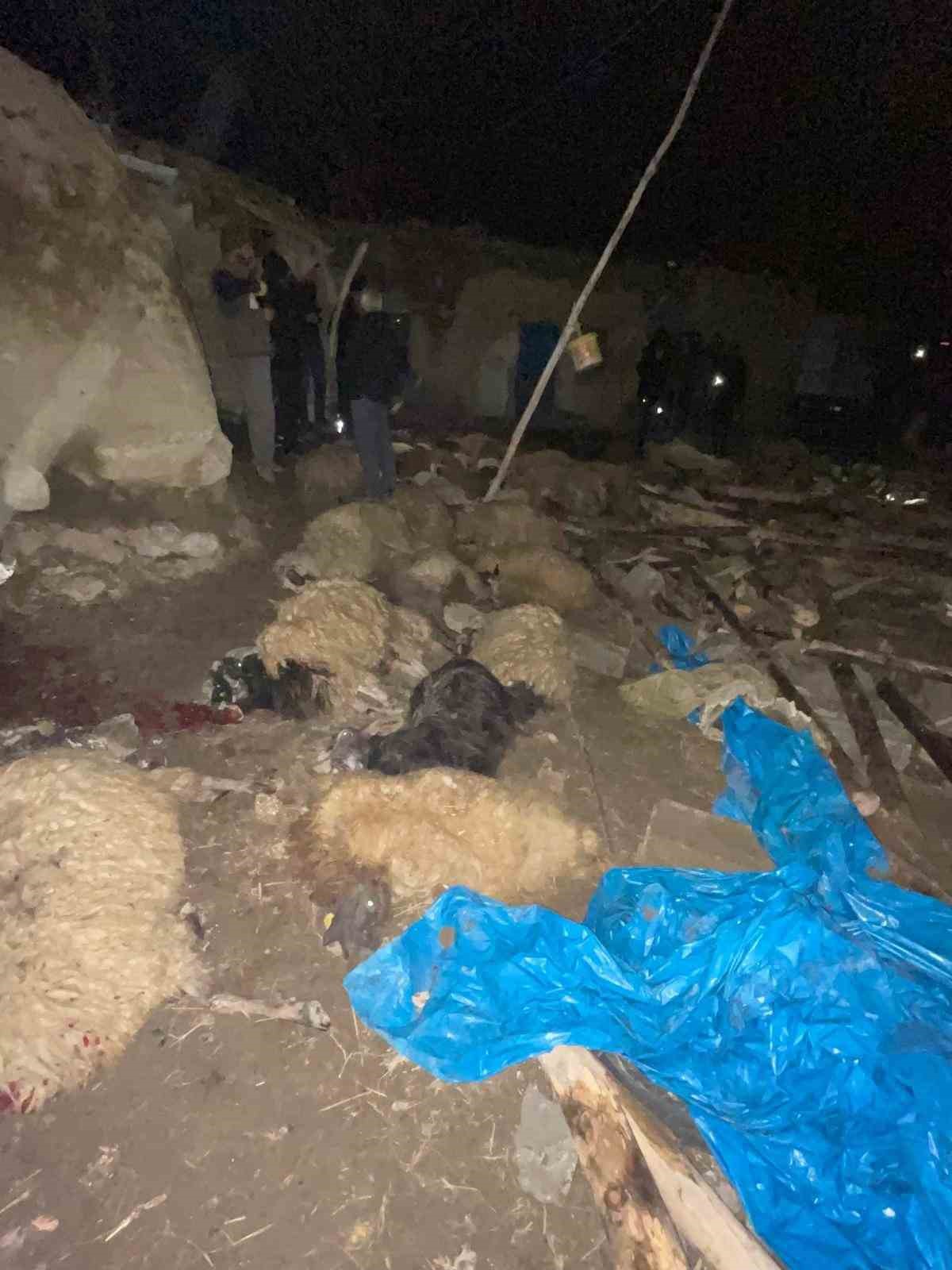 Van’da ahır çöktü: 56 küçükbaş hayvan telef oldu
