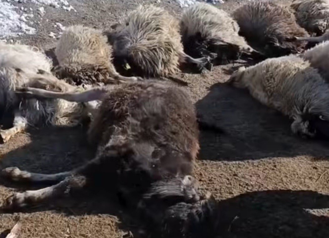 Van’da ahırda feci yangın: 67 küçükbaş hayvan telef oldu
