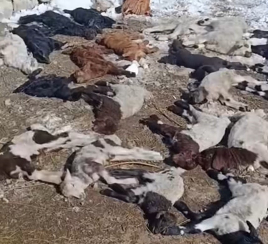 Van’da ahırda feci yangın: 67 küçükbaş hayvan telef oldu
